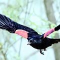 Red-Winged Blackbird In Flight (matted print 8X12) JAH-14-144